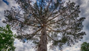 Dè boom van Under The Tree.
